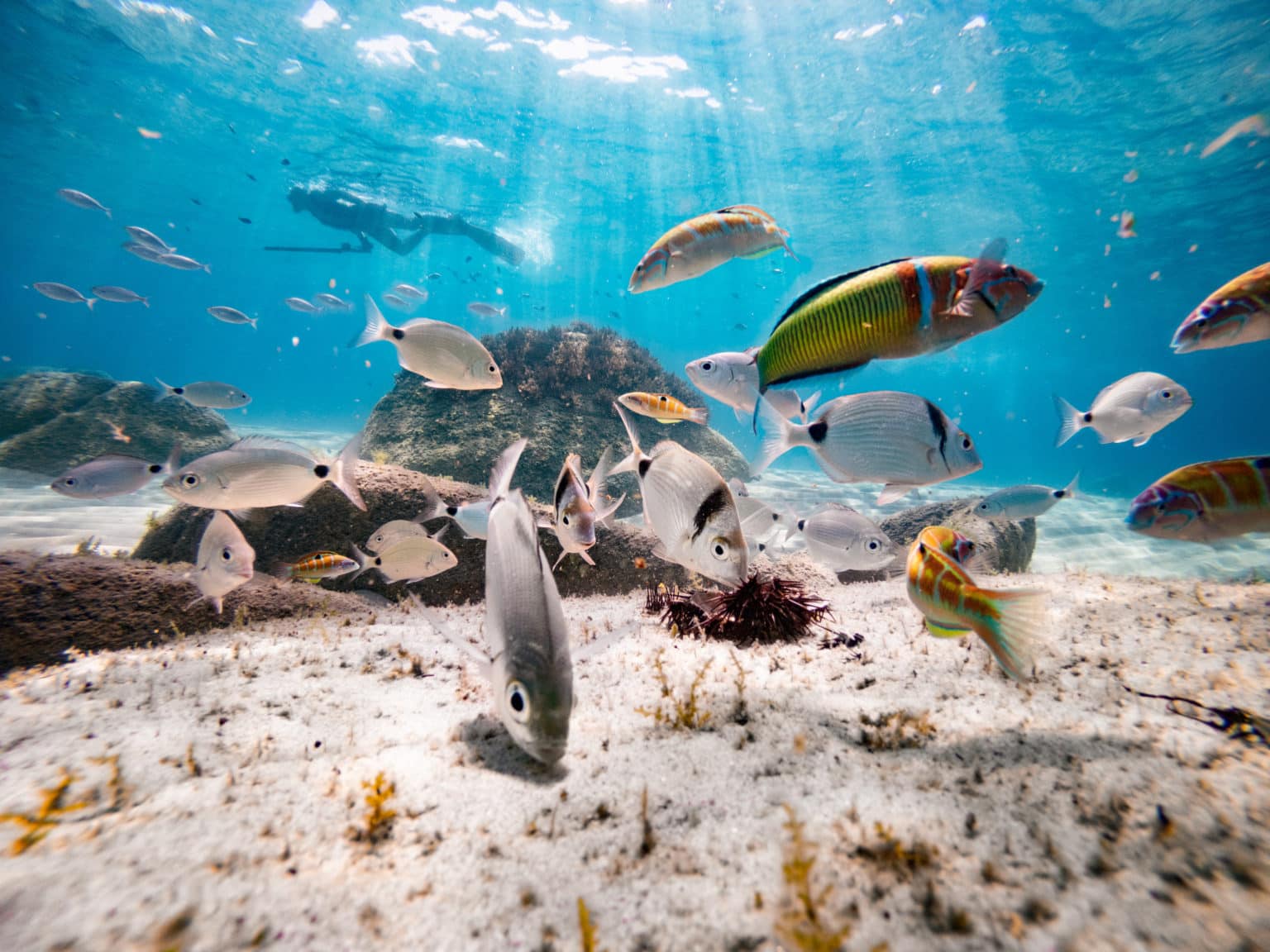 ¿cómo Duermen Los Peces • Curiosidades Sobre El Sueño De Los Peces